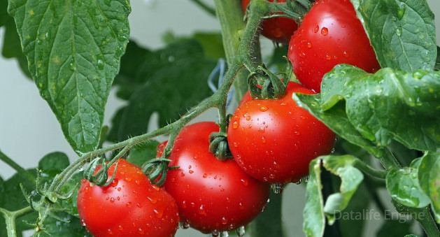 Azərbaycanda çəkisi 400 qram olan yeni pomidor sortu yaradıldı