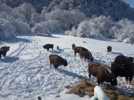 Göygöl, Şahdağ, Altıağac Milli Parklarından qar görüntüləri