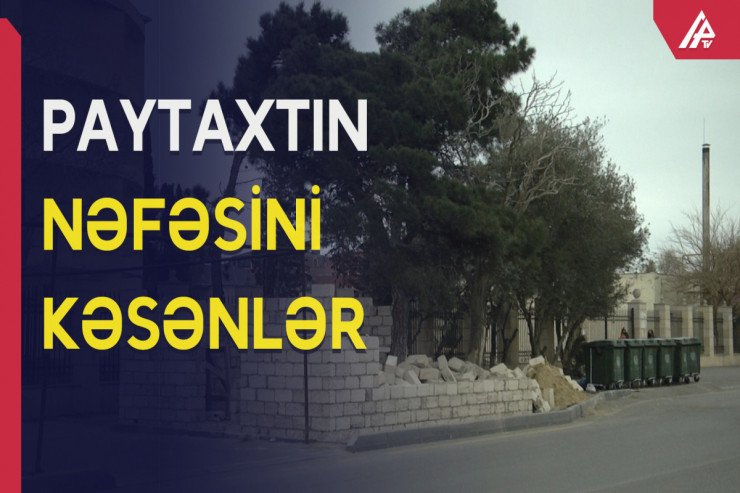 İş adamı Bakıda ağaca "ev tikir" - VİDEO