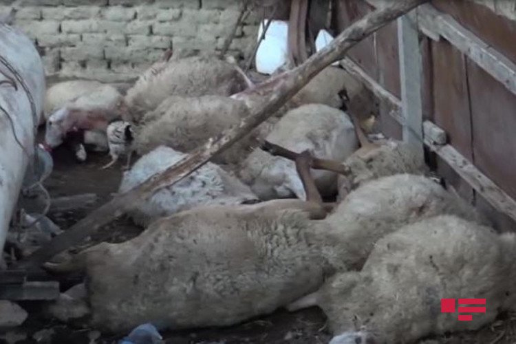 Kreditlə alınan qoyunları canavar yedi -FOTO Kreditlə alınan qoyunları canavar yedi -FOTO