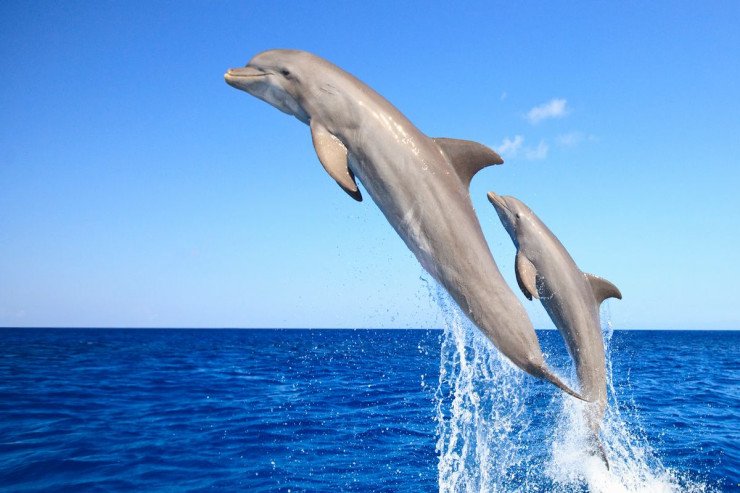Delfinlər belə ünsiyyət qurur