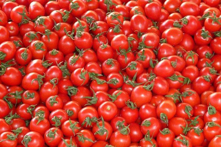 Soyuq havalarda yaxşı pomidoru necə əldə etmək olar?